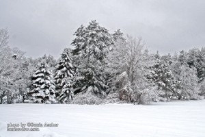 SC-293--Winter-Field-and-Trees