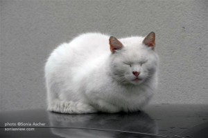 Sleeping-White-Cat----Tournon-SAM_9261