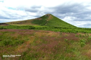 Wheat-and-Roseberry-Topping-SAM_2169